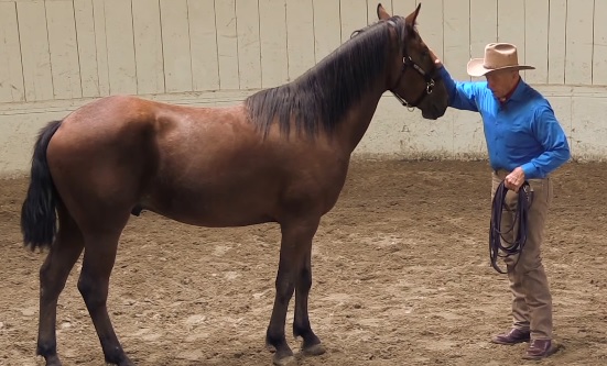 Monty Roberts