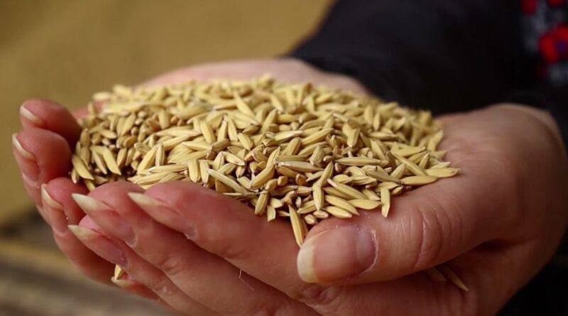 Arroz, cafés especiais e trigo apresentam novidades no mercado