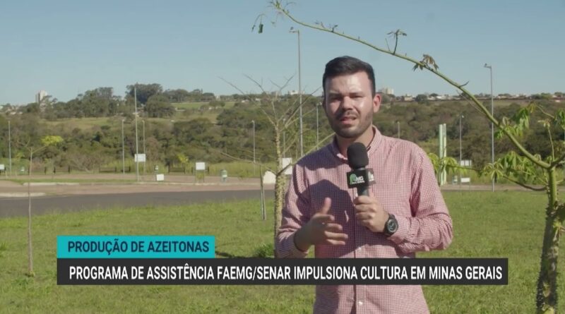 Assistência técnica aumenta produção de azeitonas no Sul de Minas