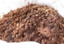 Caroços de açaí são coprodutos pouco aproveitados no processamento agroindustrial