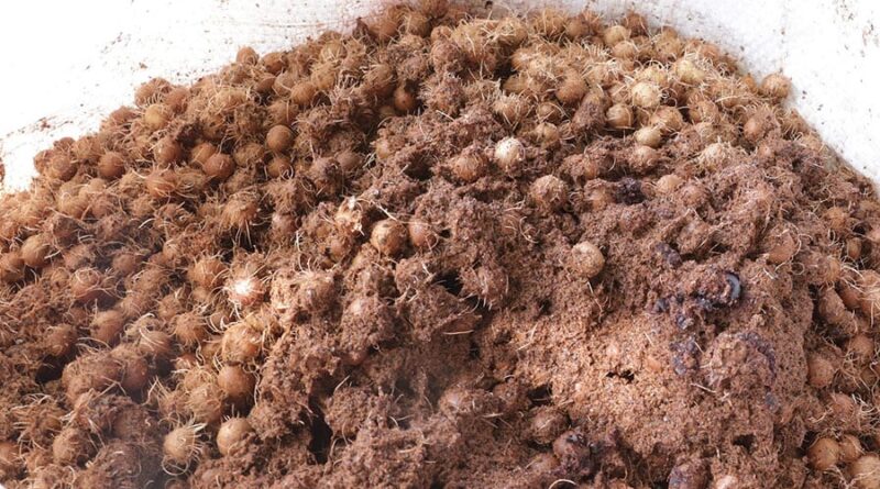 Caroços de açaí são coprodutos pouco aproveitados no processamento agroindustrial
