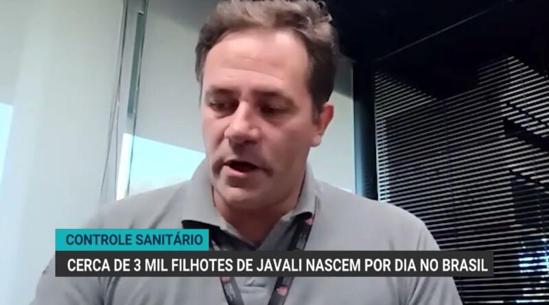 Cerca de 3 mil filhotes de javali nascem por dia e causam prejuízos no Brasil