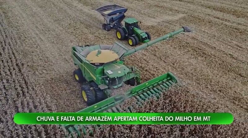 Colheita do milho segunda safra avança em Mato Grosso, mas enfrenta desafios