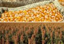 milho e sorgo