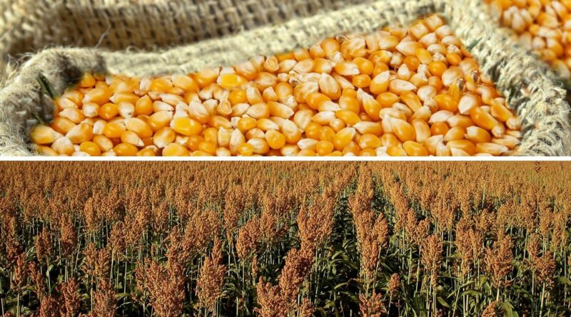 milho e sorgo