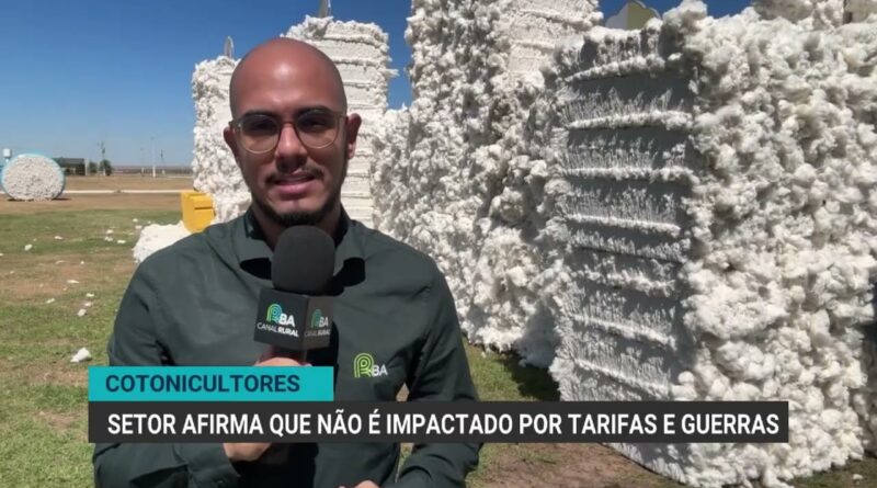 Cotonicultores destacam bom momento do setor em meio a desafios globais