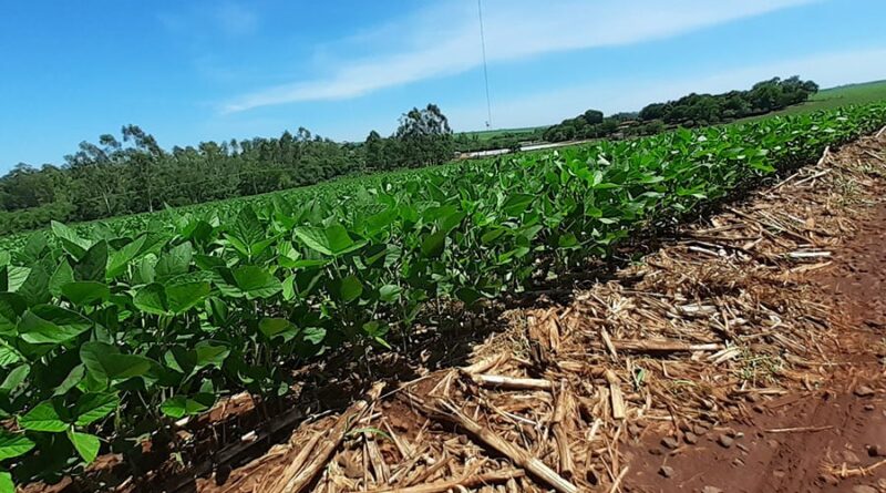 ElNiño Soja