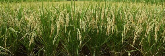 Planta; cigarrinha-do-arroz