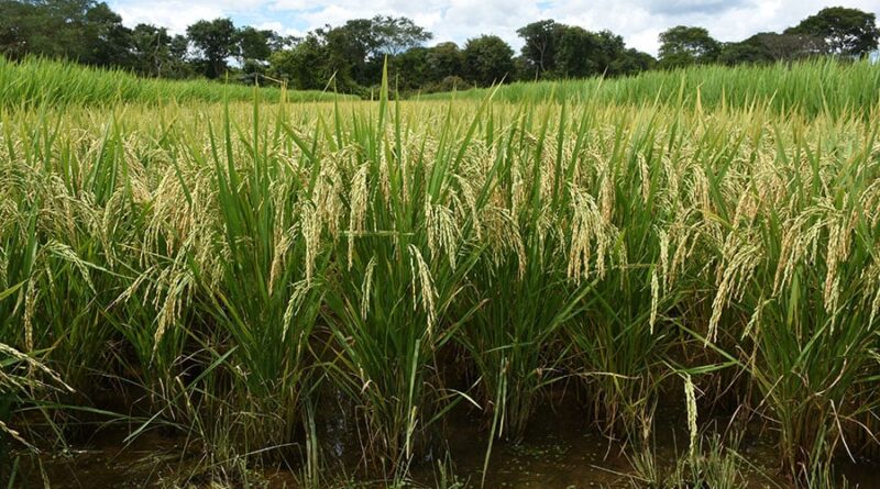 Planta; cigarrinha-do-arroz
