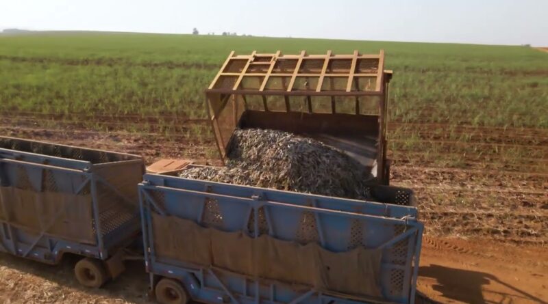 Empresas do agronegócio têm até 31 para informar investimentos e reduzir impostos