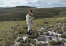 Pesquisadora do CBioClima coleta Vellozia nos campos rupestres