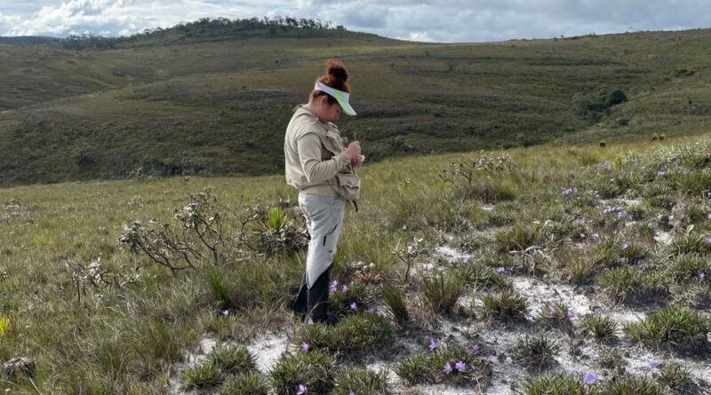 Pesquisadora do CBioClima coleta Vellozia nos campos rupestres