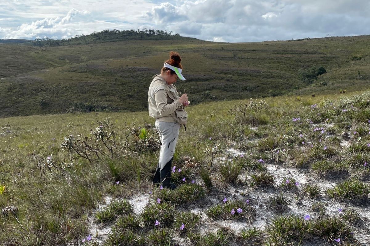 Pesquisadora do CBioClima coleta Vellozia nos campos rupestres