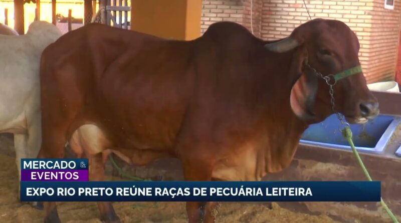 Expo Rio Preto reúne raças leiteiras e destaca pecuária leiteira