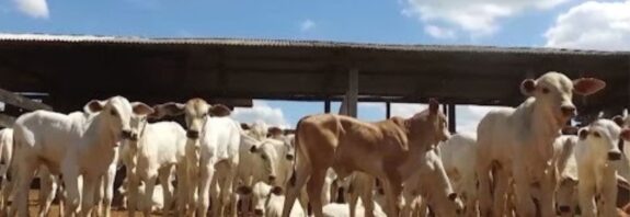 Falhas na colostragem estão entre as principais causas de morte de bezerros; veja como evitá-las
