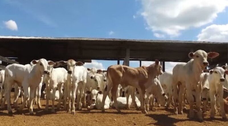 Falhas na colostragem estão entre as principais causas de morte de bezerros; veja como evitá-las