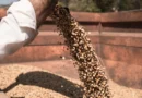 Fazenda de café