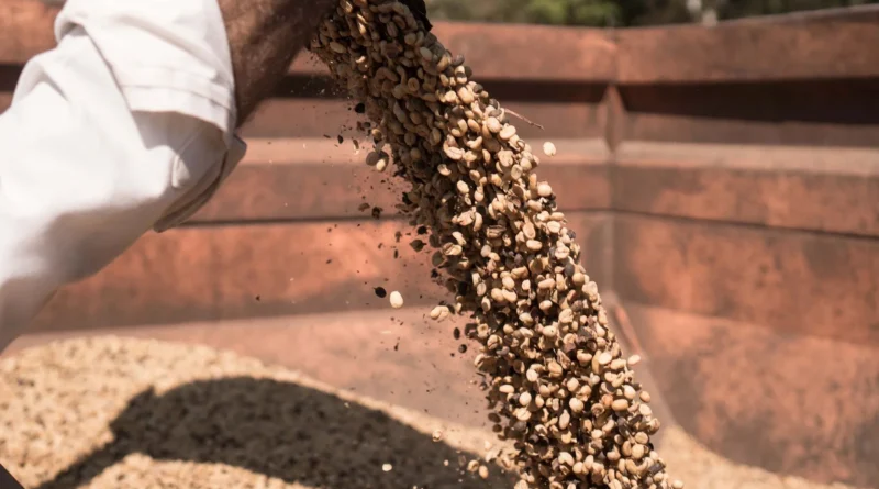 Fazenda de café