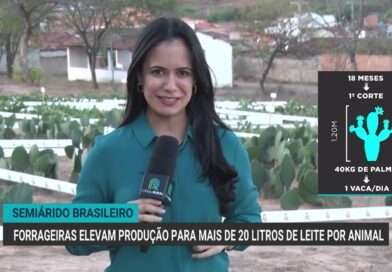 Forrageiras aumentam produção de leite para mais de 20 litros por animal na Bahia