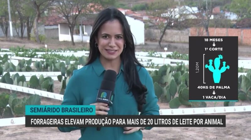 Forrageiras aumentam produção de leite para mais de 20 litros por animal na Bahia
