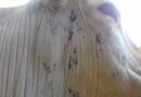 Hematoma ou abscesso? Veterinário explica como identificar a lesão em bovinos