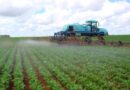 Dicamba pulverização herbicida