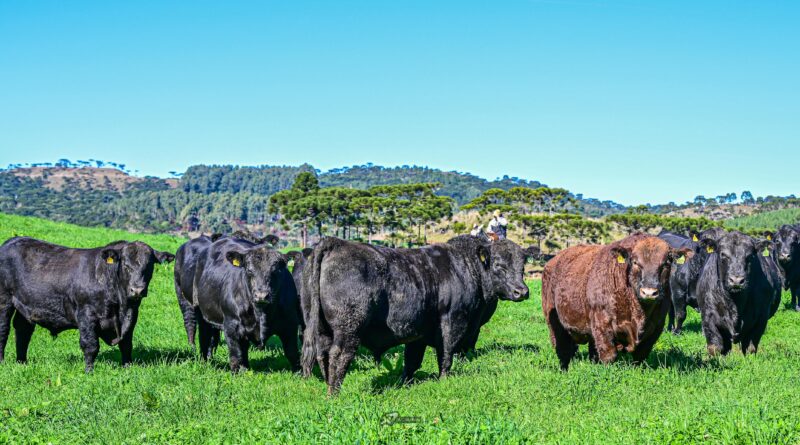 Raças de touros leilões
