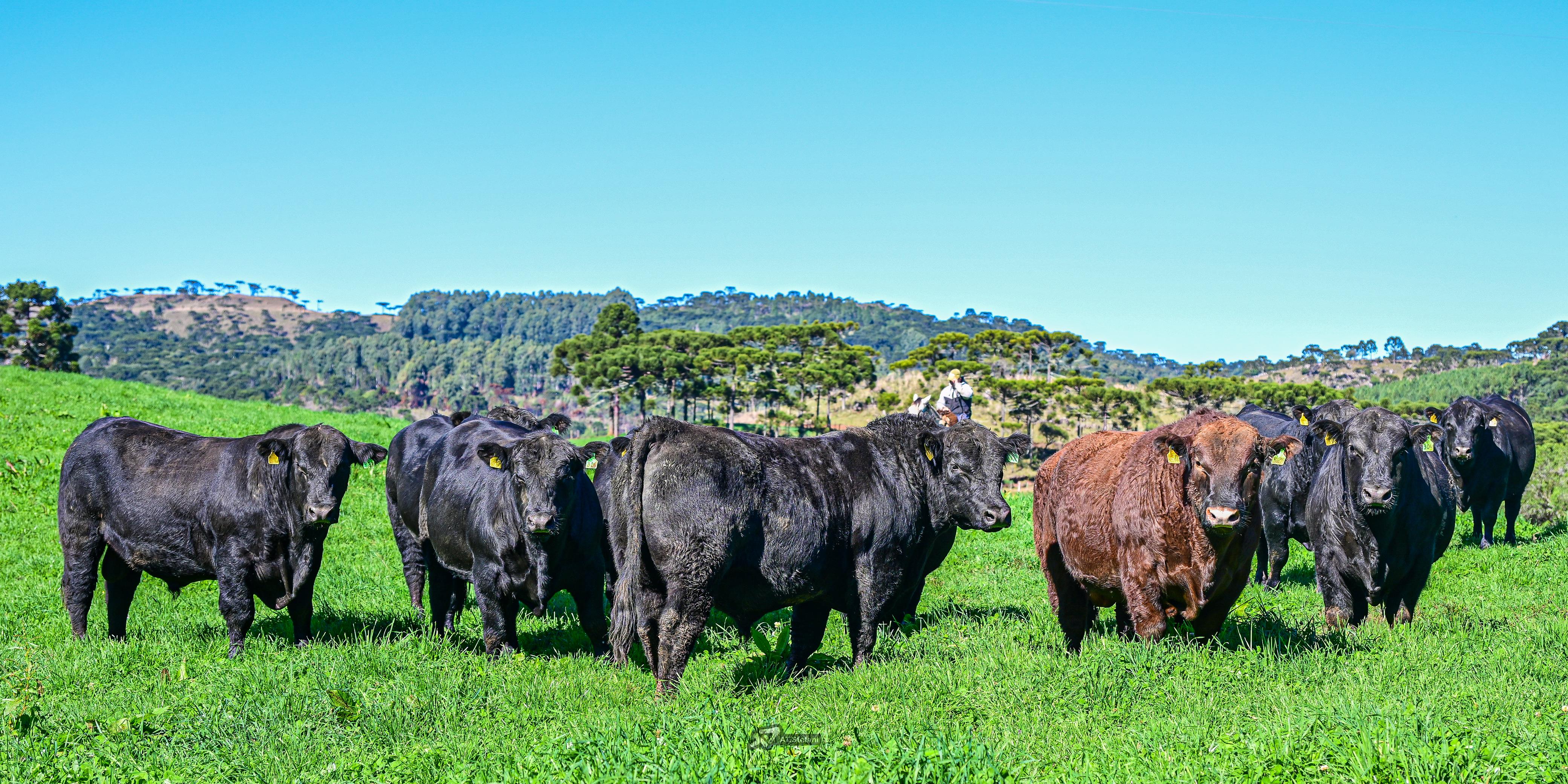 Raças de touros leilões