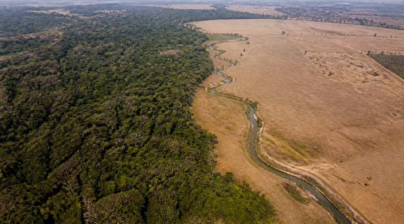 MapBiomas aponta menor resiliência ao El Niño em áreas com perda de vegetação nativa