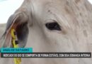 Mercado do boi gordo se mantém estável com demanda interna aquecida