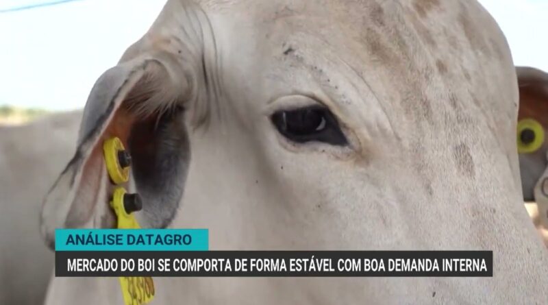 Mercado do boi gordo se mantém estável com demanda interna aquecida