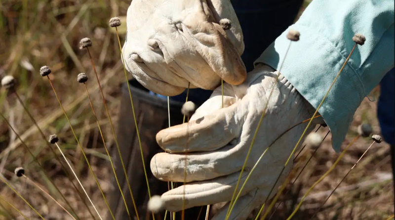 Pesquisadores redescobrem plantas raras em Minas Gerais após décadas sem registros