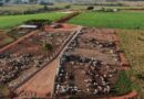 Pneumonia bovina: doença reduz ganho de peso e provoca perdas no confinamento; veja como prevenir
