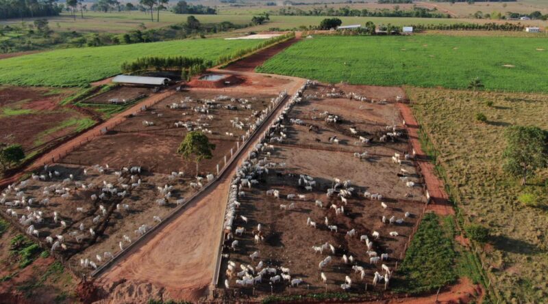 Pneumonia bovina: doença reduz ganho de peso e provoca perdas no confinamento; veja como prevenir