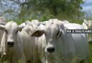 Preço do boi gordo atinge R$ 335 em diversas praças do Brasil