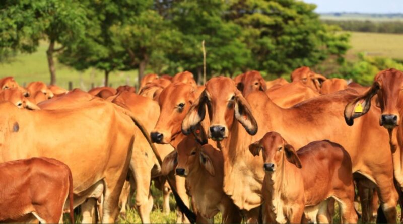 Raça brahman se destaca na pecuária nacional com genética avançada