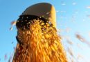 safra 2024/25 de soja na Bahia pode ter recorde de produtividade