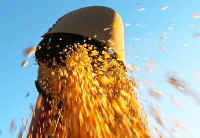 safra 2024/25 de soja na Bahia pode ter recorde de produtividade