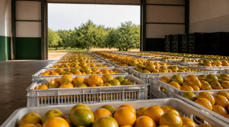 Subvenção de R$ 10 milhões é autorizada para laranja da safra 2026/27