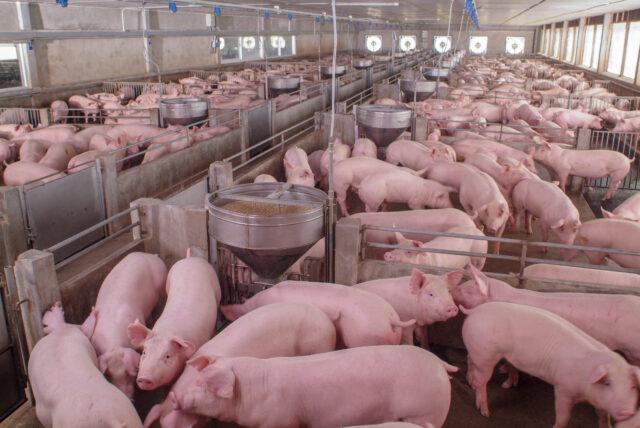 suínos, suinocultores, salmonella