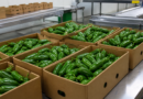 Surto de salmonela nos EUA é ligado a pimentas jalapeño do México