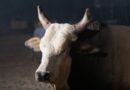 Touro Bandido: relembre a história do animal que marcou Barretos
