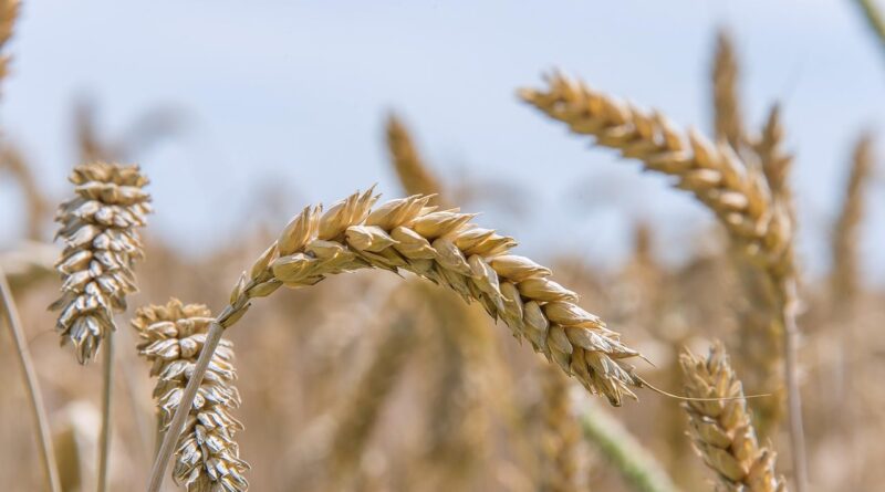 Plantação de trigo. Foto: Pixabay.