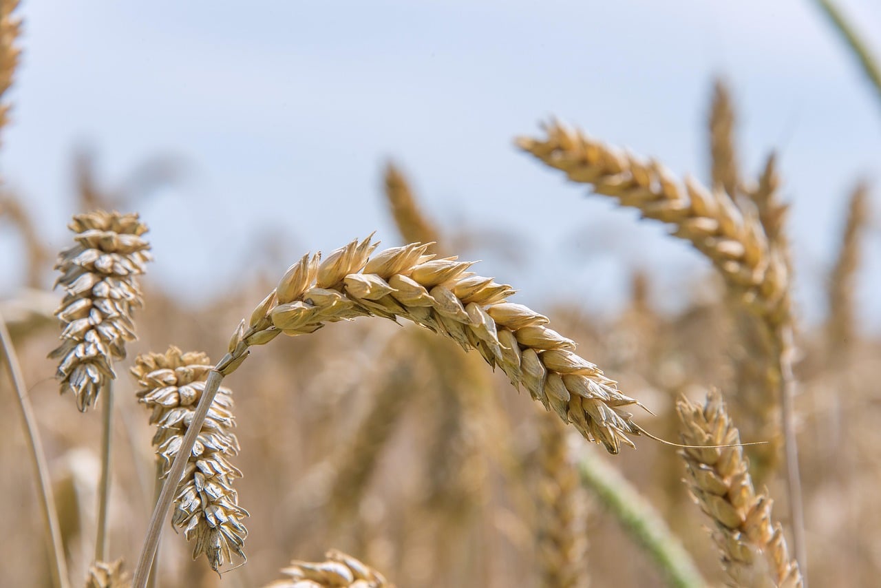 Plantação de trigo. Foto: Pixabay.